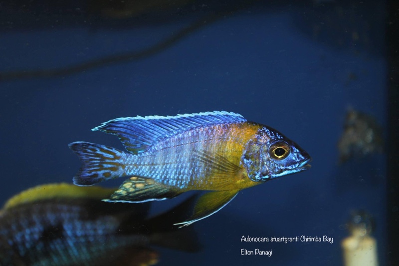 Aulonocara stuartgranti 'Chitimba Bay (Shallow)'